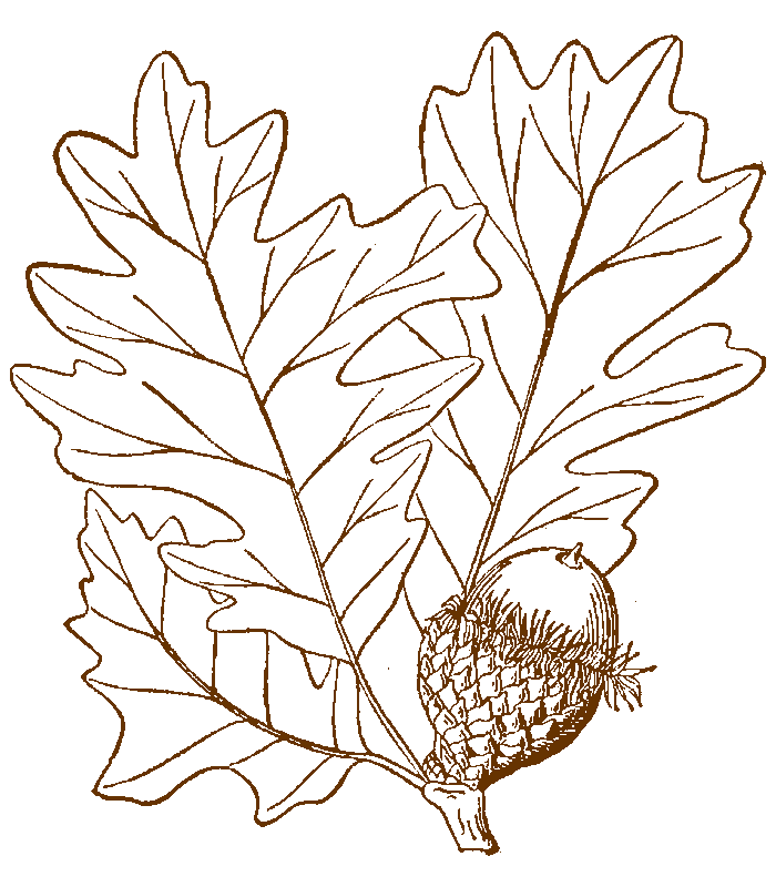 Bur Oak logo