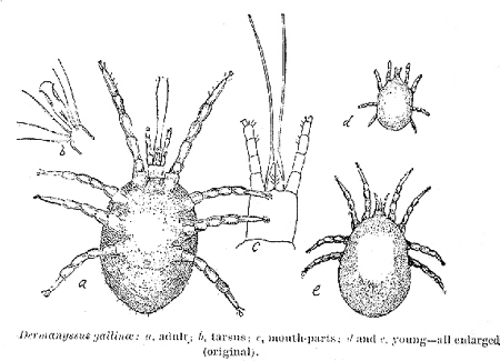 30789-chicken-mite
