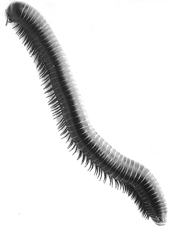 30807-millipede