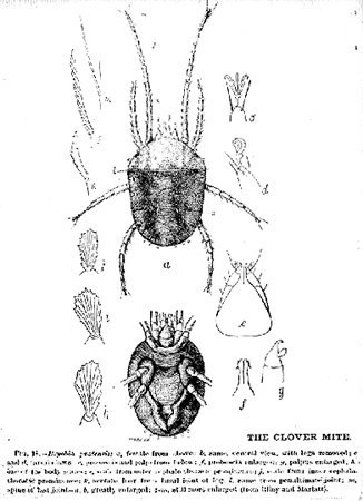 30812-clover-mite