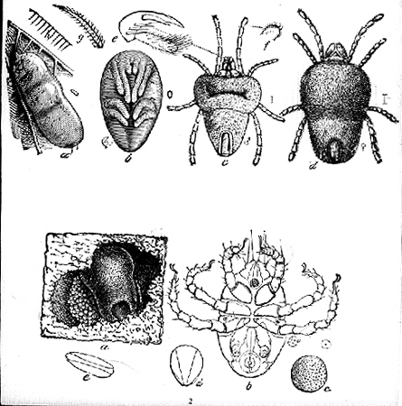 30813-mite