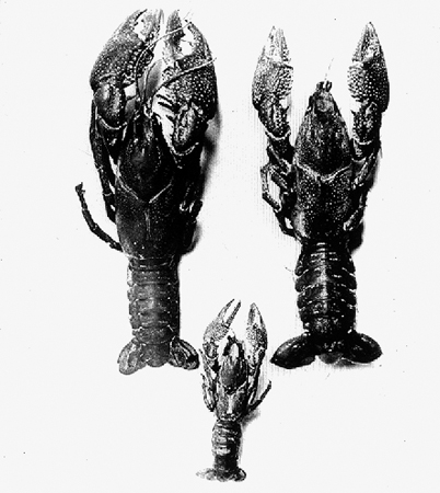 30814-crayfish