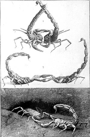 30823-scorpion