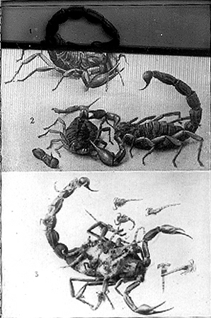 30824-scorpion