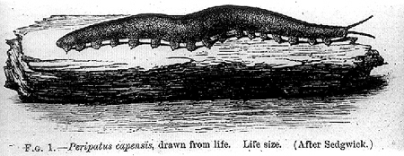 30825-peripatus-capensis