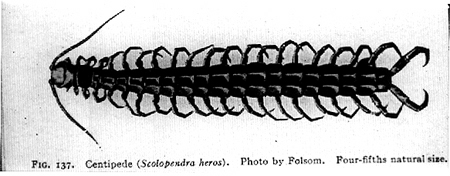 30826-centipede