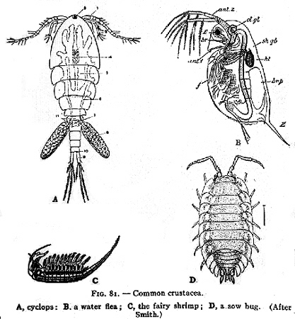 30827-crustacea
