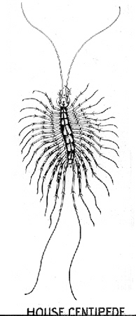 30828-centipede