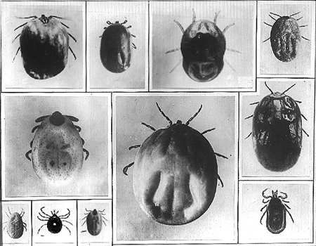 30829-ticks