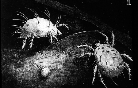 30832-citrus-mites