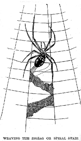 30835-garden-spider