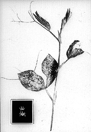 30837-red-spider-mite