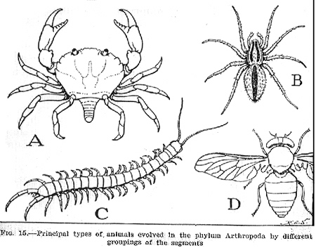 30838-misc-arthropods