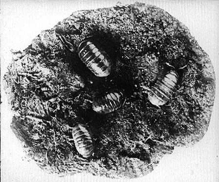 30839-sow-bugs