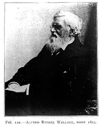 31055-alfred-wallace
