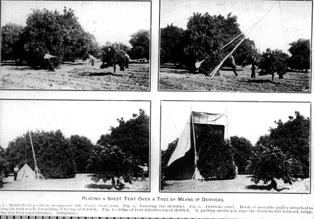 31256-sheet-tent-over-tree