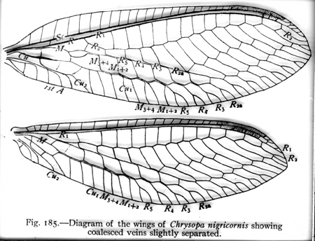 31425-chrysopa-nigricornis