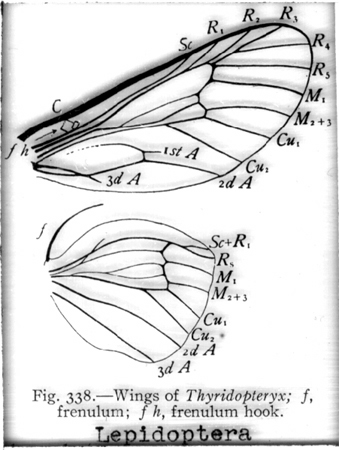 31430-thyridopteryx-wings