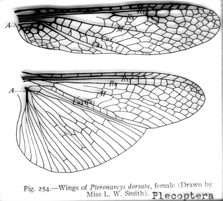 31433-pteronarcys-wings