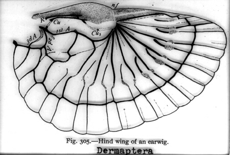 31435-earwig-hind-wing