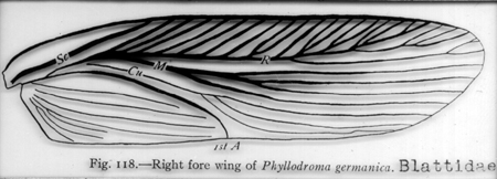 31440-phyllodroma-forewing