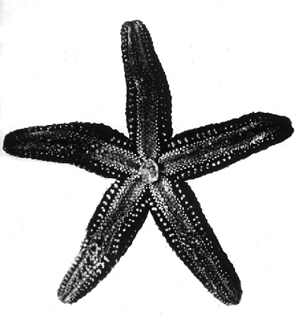32718-starfish