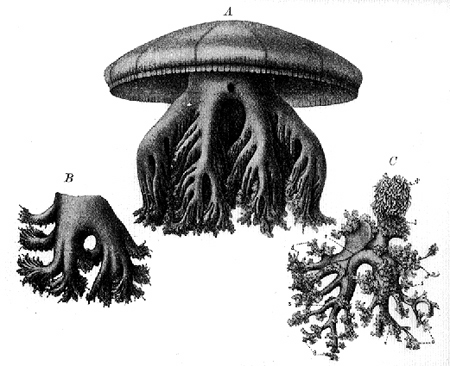 32737-jellyfish