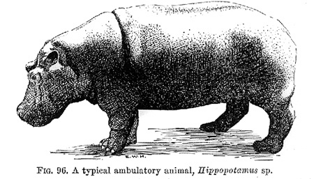 32760-hippopotamus