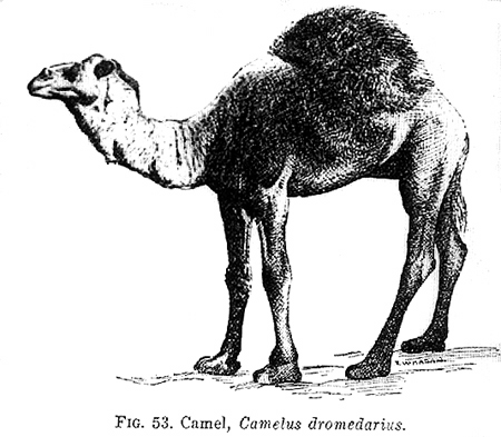 32761-camel