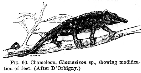 32763-chameleon