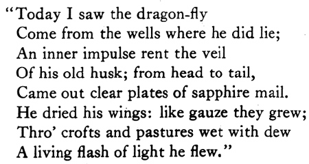 33016-poem_dragonfly