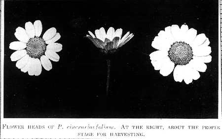 33282-flower-heads