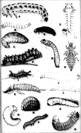 33569-larvae