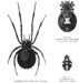 30803-latrodectus-spider