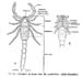 Scorpion+Life+Cycle+Diagram Scorpion Life Cycle Diagram http://www.life.illinois.edu/edtech ...