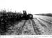 31287-field-silage-harvest