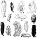 33571-insect-pupae