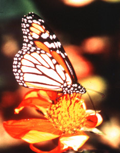 Monarch.jpg (40593 bytes)