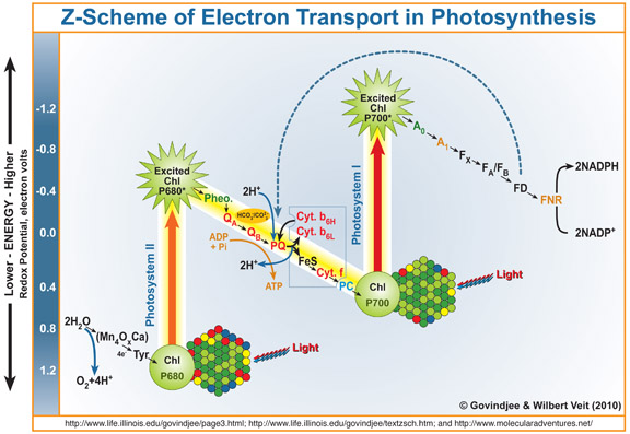 Z-Scheme Figure