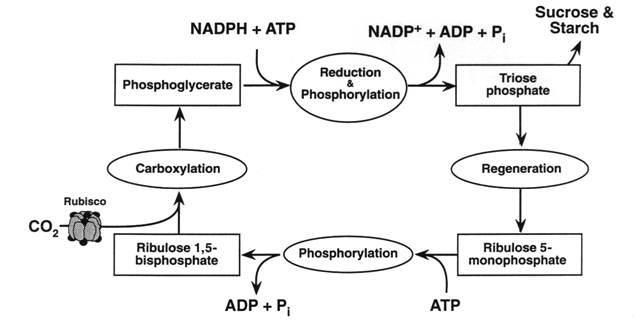  carbohydrate from CO2 molecules. The first step is the addition of CO2 