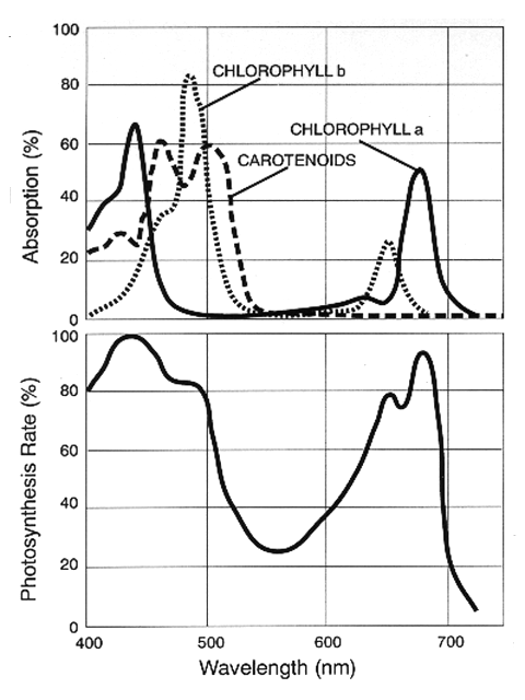 photosynthesis light spectrum