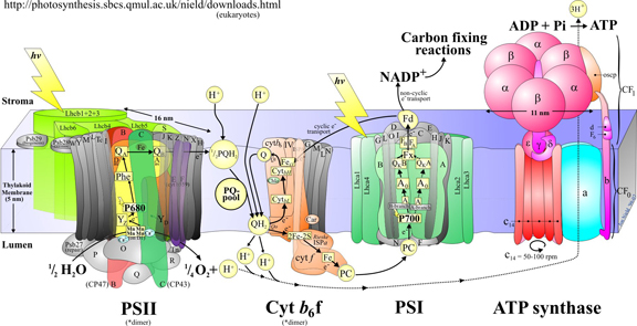 protein structures figure