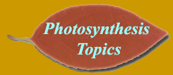 Photosynthesis Topics