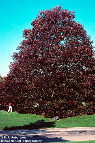 http://www.life.illinois.edu/help/digitalflowers/picts/Fagaceae/03-Fagus%20tree.jpg