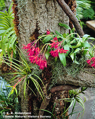 Orchid Flower on Next Previous Floral Formula Lecture Text Orchidaceae 5 Epiphytes