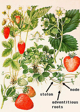 How Do Strawberry Plants Reproduce