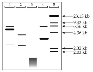 Double Digestion Chart