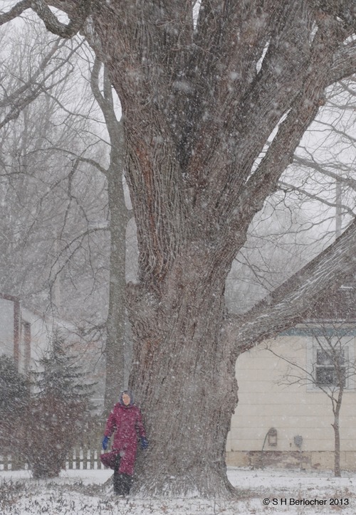 Quaker Oak snow