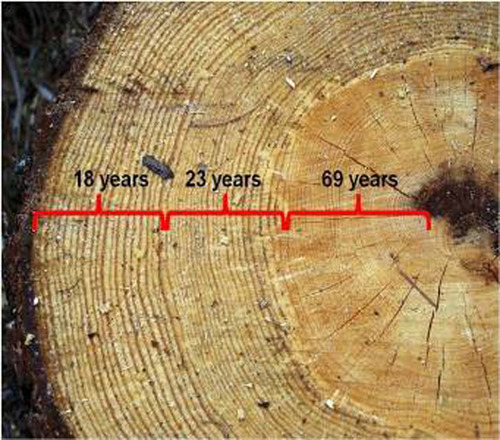 Tree rings count age tree Black and White Stock Photos & Images - Alamy