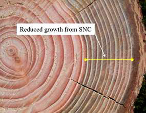 Age of a Tree By Counting Rings? | Alamo Tree Care